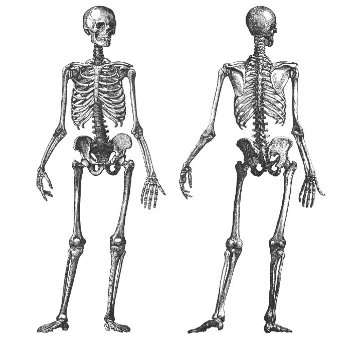Schéma d'anatomie du corps humain en mouvement on Craiyon