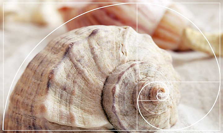 Diagram of the golden ratio superimposed over a photo of a seashell