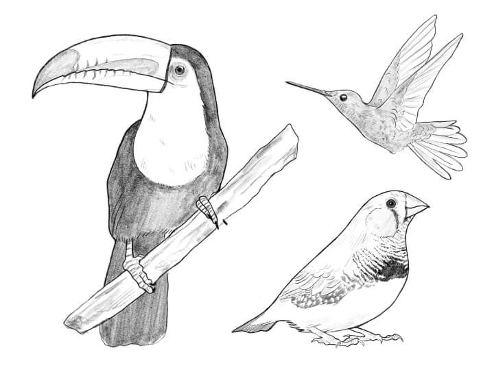 Una guía práctica para aprender a dibujar aves | Adobe