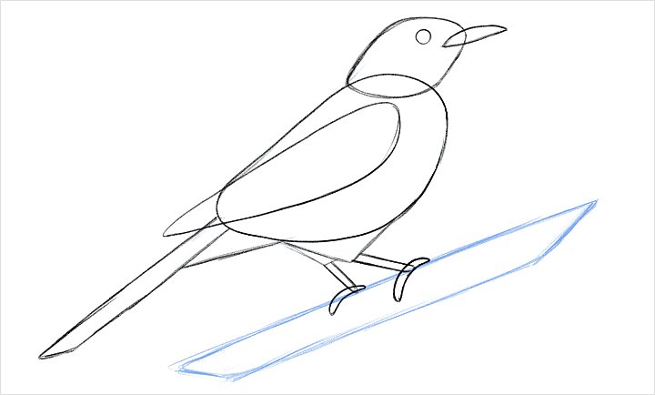 鳥の描き方 Adobe