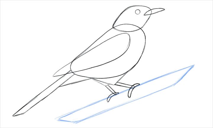 鳥の書き方 Adobe