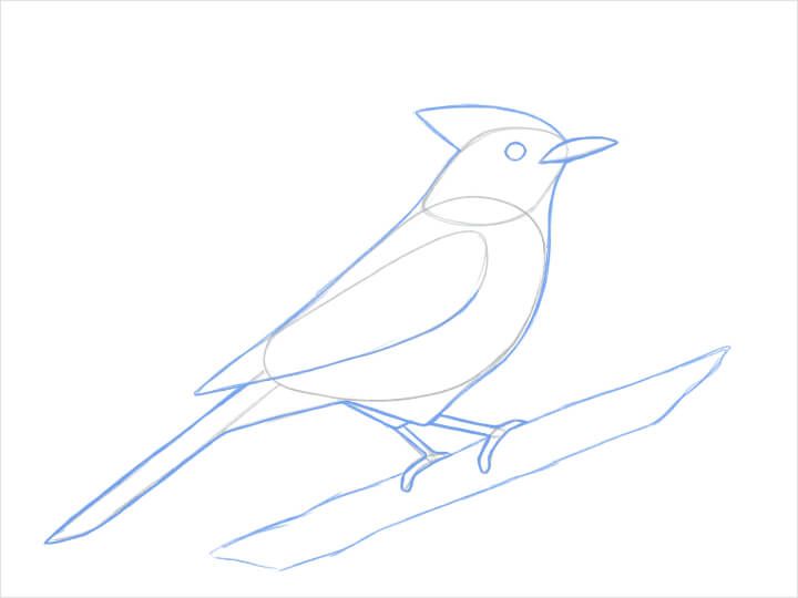 Learn How To Draw A Bird Adobe