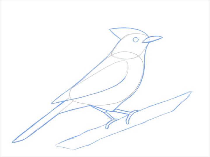 鳥の書き方 Adobe