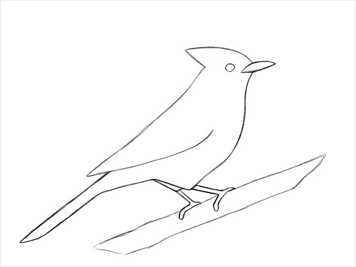鳥の描き方 Adobe