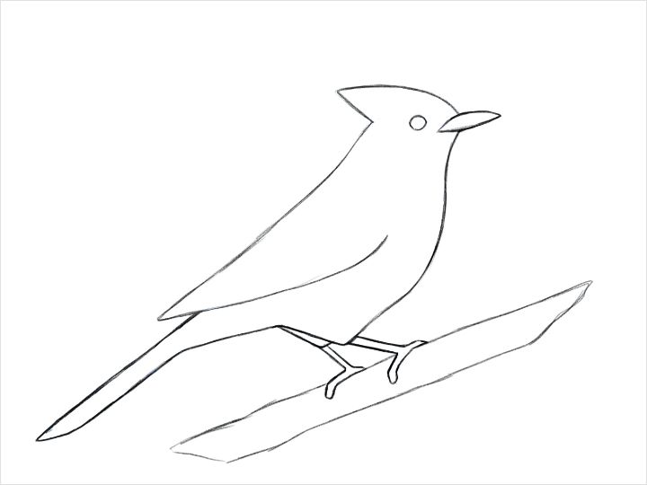 鳥の書き方 Adobe