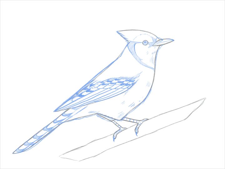 Easy and simple Bird 🐦 drawing, How to drawing Blue Jay bird