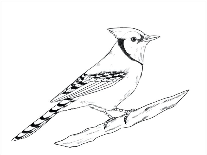 鳥の描き方 Adobe