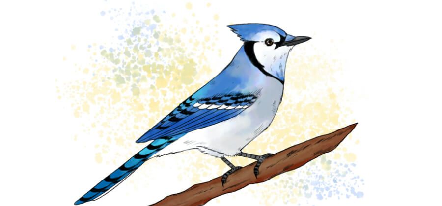 Blue jay bird outline drawing, How to draw Blue jay step by step, Outline  drawings