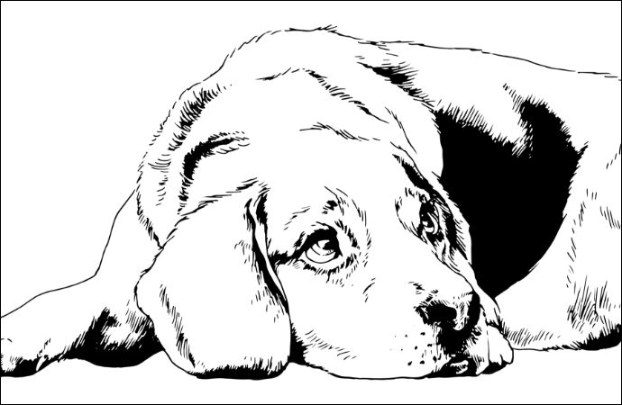 Learn How To Easily Draw A Dog Adobe