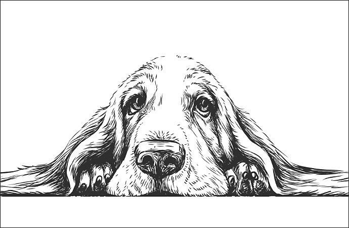 discover how to draw a dog.