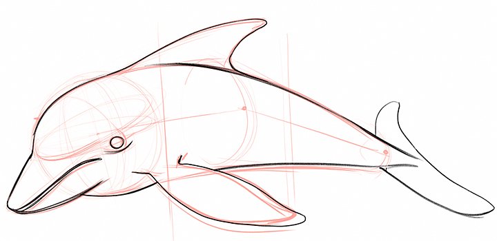 ５ステップで描けるイルカの描き方 Adobe