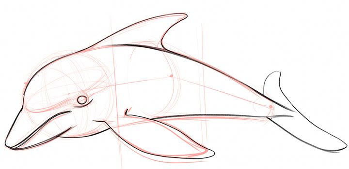 how to draw a dolphin step by step realistic