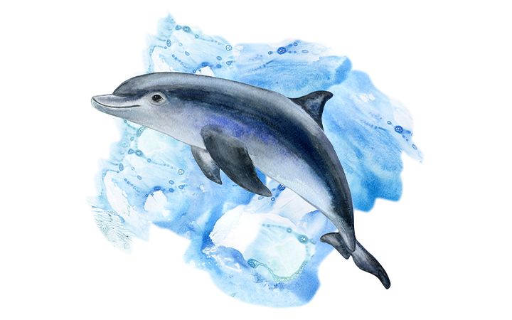 How To Draw A Dolphin In 5 Simple Steps Adobe