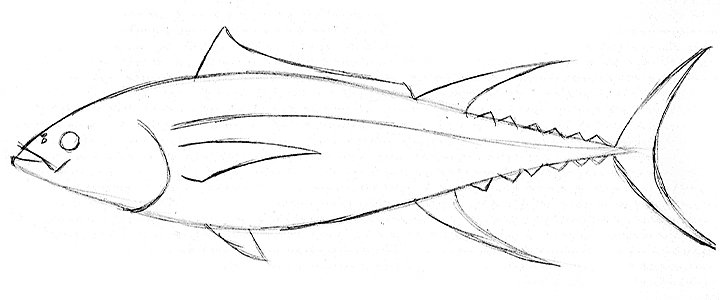 Cómo dibujar un pez de forma sencilla | Adobe