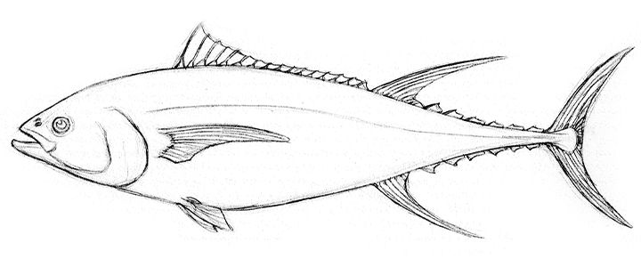 How to Draw a Tropical Fish - Really Easy Drawing Tutorial