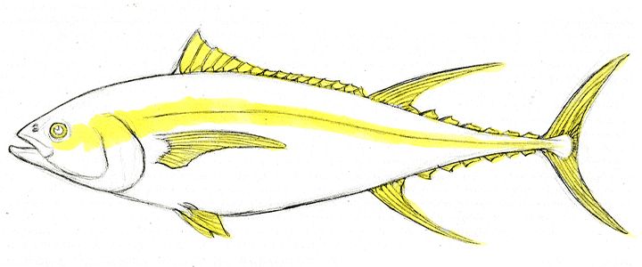 簡単な魚の描き方 Adobe