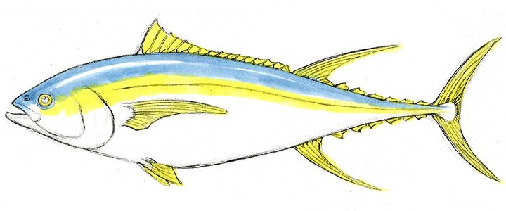 Featured image of post Water Fish Drawing Easy With Colour - As always, these are just the basic steps, edit your work however you see fit.