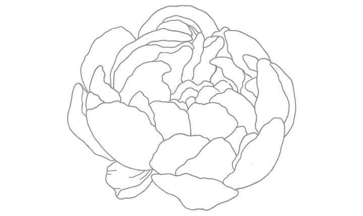 20+ Outline Peony Flower Drawing