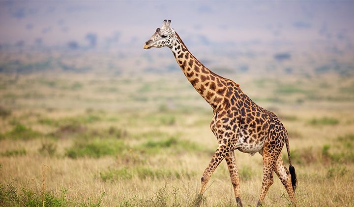 Apprendre à dessiner une girafe en 3 étapes