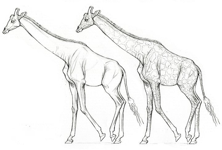 Coloriage tête de girafe  Dessin à colorier & imprimer en PDF