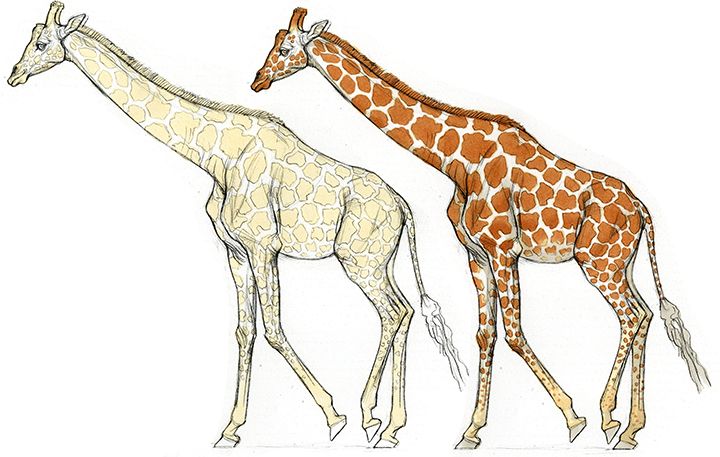 how to draw a giraffe step by step