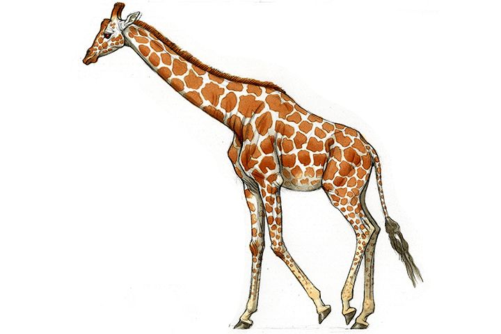 Apprendre à dessiner une girafe en 3 étapes