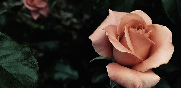 Descubre todo lo que los pétalos de rosa pueden hacer por tu belleza - La  Prensa Gráfica