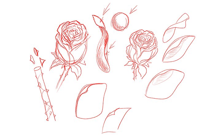 Dornen zeichnen mit rose Wie man