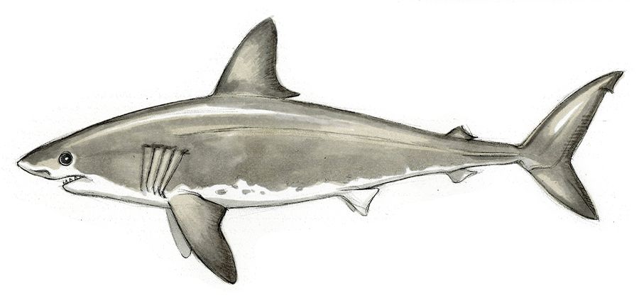 how to draw a bull shark step by step
