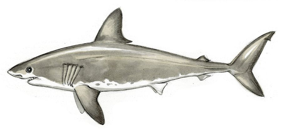 realistic shark drawing