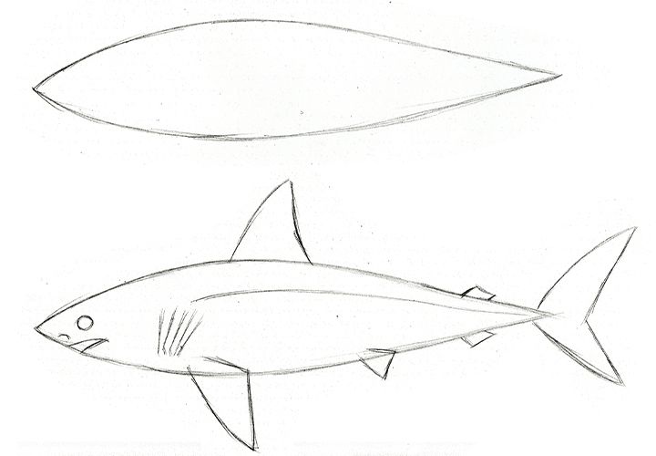 how to draw a bull shark step by step