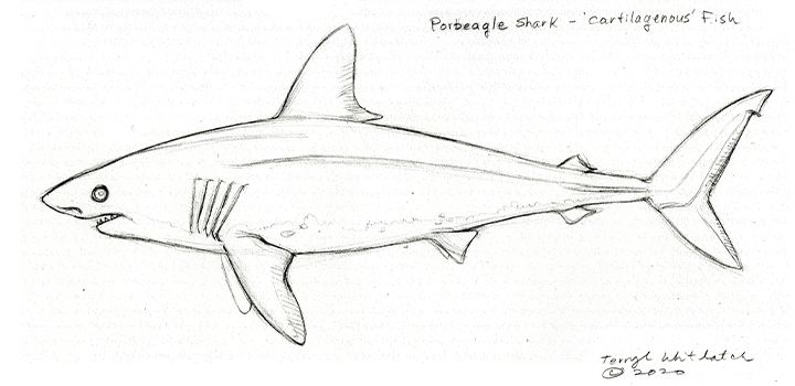 How to Draw a Great White Shark - Really Easy Drawing Tutorial