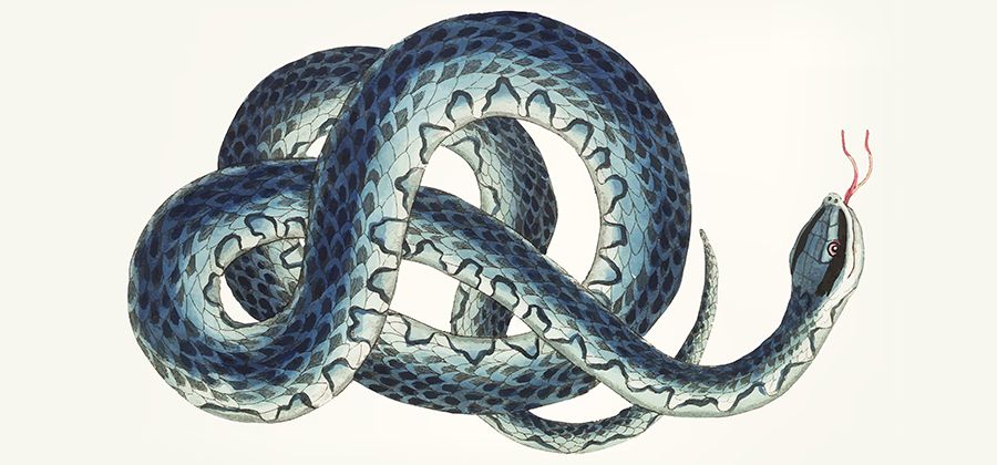 Featured image of post Snake Head Realistic Pencil Snake Drawing Snakes represent many powerful things