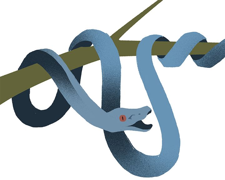 ６ステップで描ける蛇の描き方 Adobe