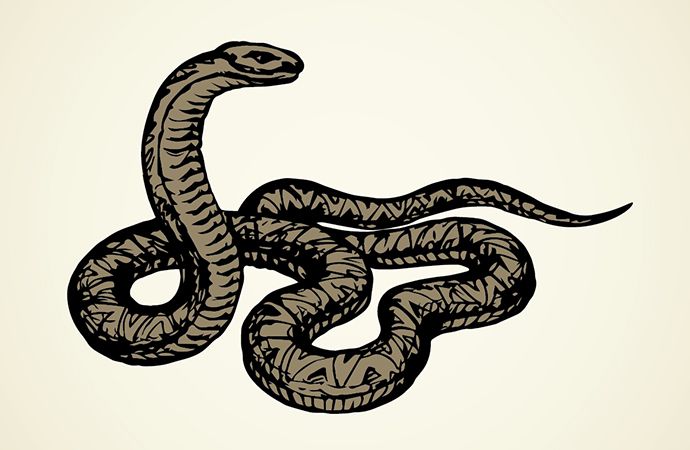 How To Draw A Snake In 6 Steps Adobe