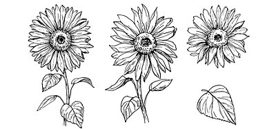 Featured image of post Sunflowers Drawing Simple - Check out our sunflower drawing selection for the very best in unique or custom, handmade pieces from our prints shops.