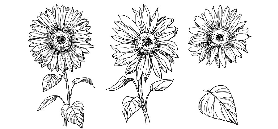 How To Draw A Sunflower Easily Adobe A lot of the time, when when it comes to creating logos, simple cartoonish images get the job done just fine. how to draw a sunflower easily adobe