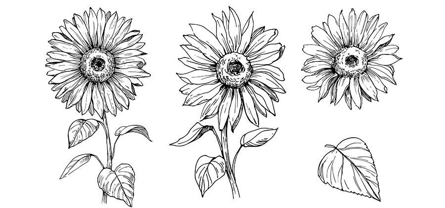 Featured image of post Sunflowers Drawing Simple - Check out our sunflower drawing selection for the very best in unique or custom, handmade pieces from our prints shops.