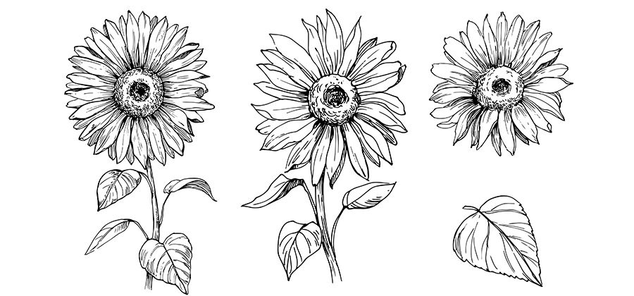 dibujos a lápiz de girasoles