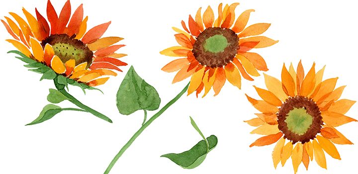 How To Draw A Sunflower Easily Adobe