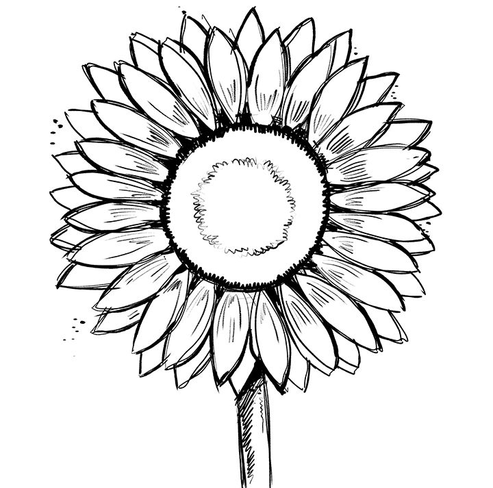 dibujos a lápiz de girasoles