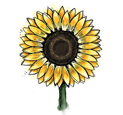 Featured image of post Sunflower Images For Drawing / It may be a little more difficult than some of the other tutorials i have, but the instructions and example images should help you follow along.