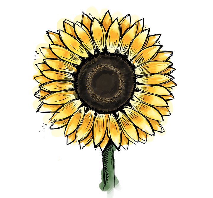 Cómo dibujar un girasol de forma sencilla | Adobe