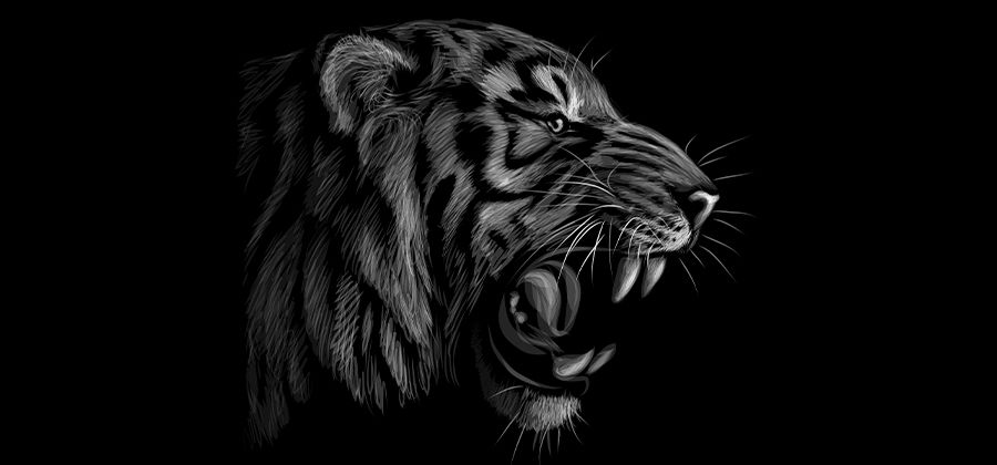 fierce white tiger drawing