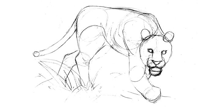 Comment Dessiner Un Tigre Etape Par Etape Adobe