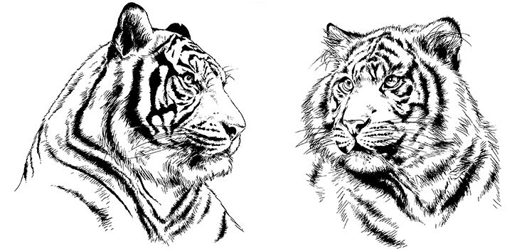 tiger face side sketch