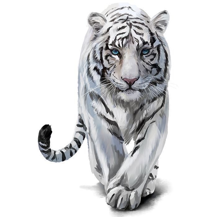 Comment Dessiner Un Tigre Etape Par Etape Adobe