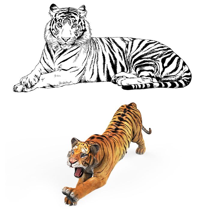Comment Dessiner Un Tigre Etape Par Etape Adobe