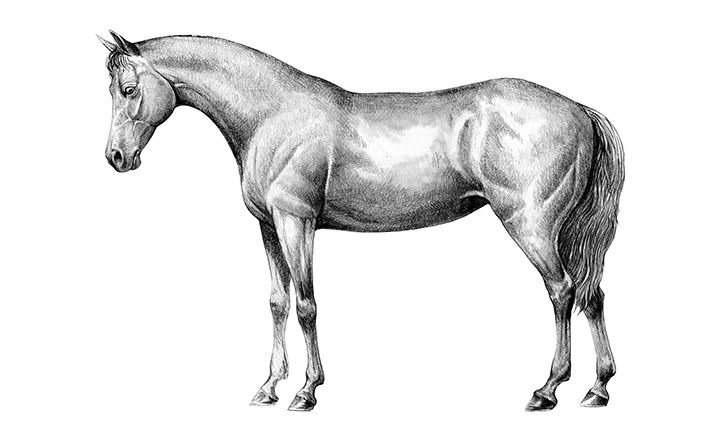 How To Draw A Unicorn In 6 Steps Adobe,Template Full Body Anime Boy Base