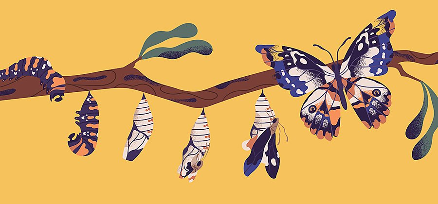 Cómo dibujar una mariposa paso a paso | Adobe